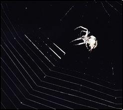 �Ŀ��齫����ǧ�ľ���Ƶ���Ĵ���Ů������������Υ�ֳ���ũҩ��ɱ����...